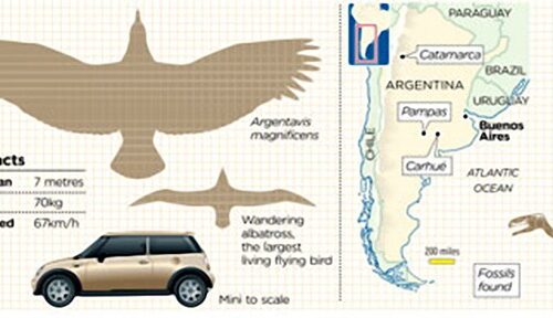 L’Argentavis magnificens solcava i cieli dell’attuale Argentina sei milioni di anni fa.