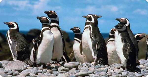 pinguinos-de-magallanes