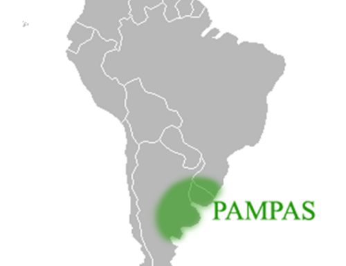 Pampas pianura senz’alberi suddivisa in Pampa umida e Pampa occidentale.